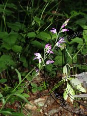 Пыльцеголовник красный 002